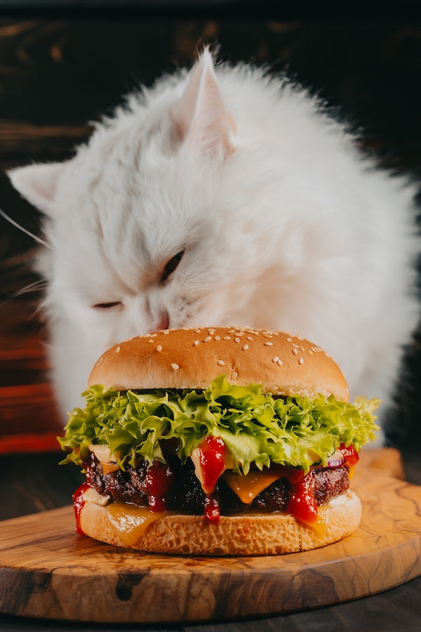 Cute fluffy cat eating big burger on dark background. 