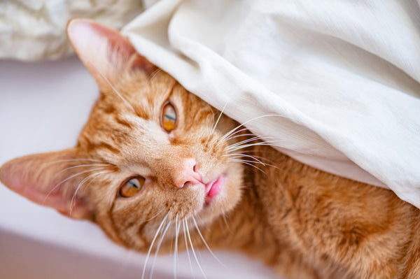 Cute ginger cat sleeps on the bed