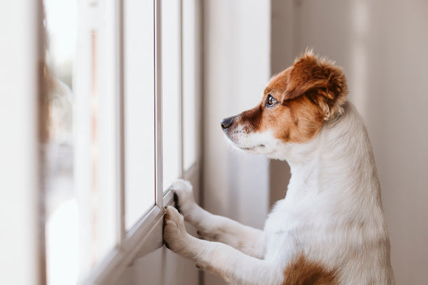 cute jack russell dog looking away by window waiting for owner.