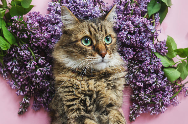 Cute tabby cat among lilac flowers on pink paper, top view.