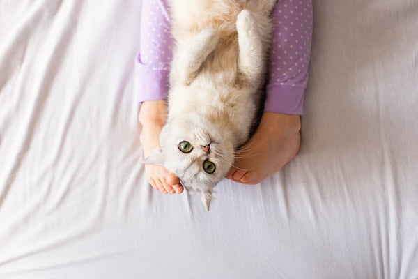 Cute white British cat, resting at home on the bed, between barefoot childrens feet in purple pajama