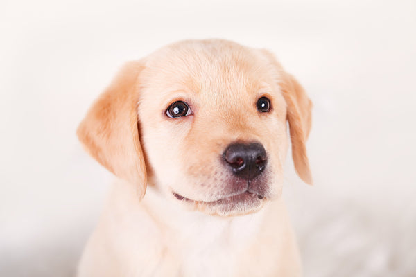 Cute yellow labrador beagle mix puppy on white