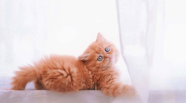 Persian Orange Kitten: How to Educate a Kitten Properly