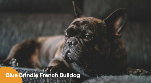Blue Brindle French Bulldog: What You Need to Know