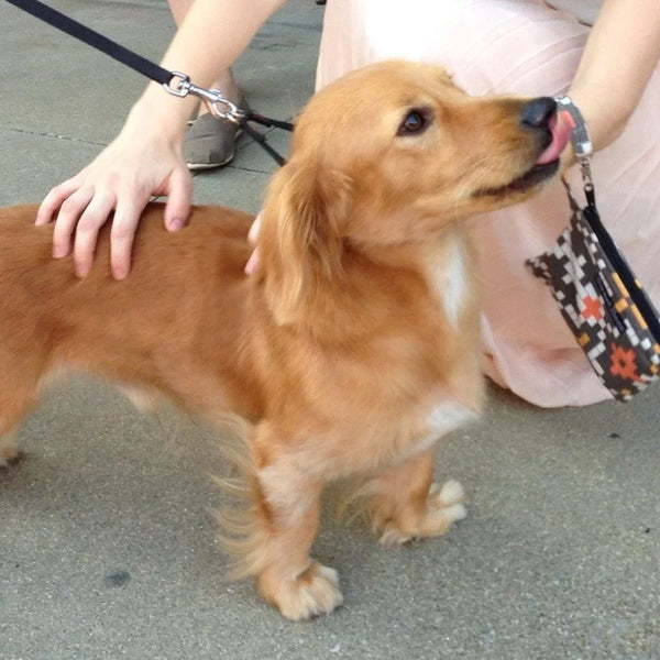 Golden Retriever Dachshund Mix Detailed Information