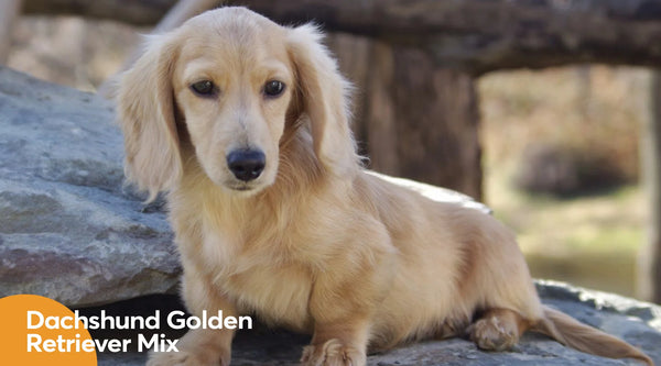 dachshund golden retriever mix