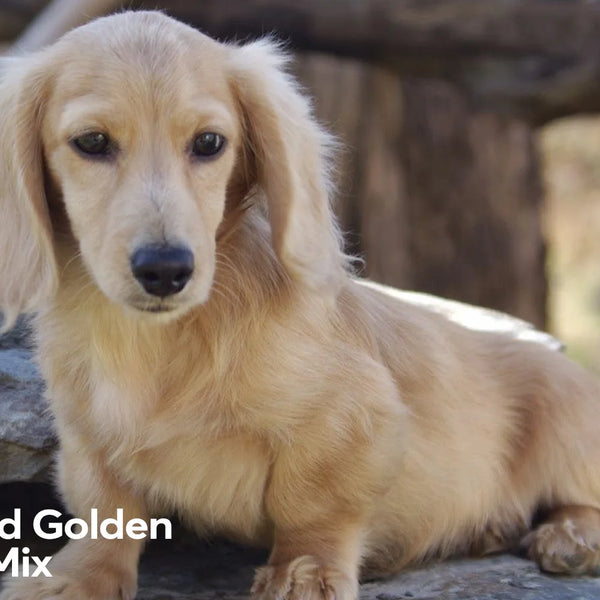 Dachshund Golden Retriever Mix Where Small Meets Big