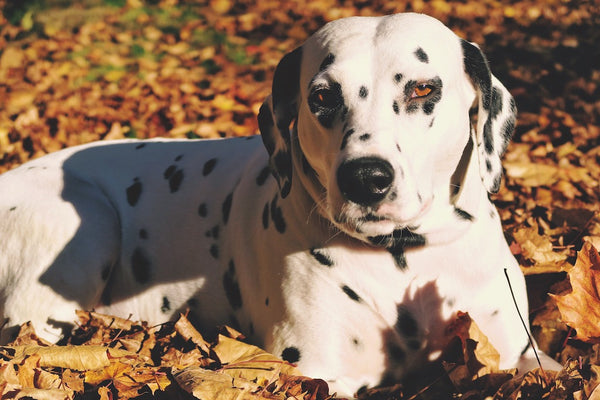 Dalmatian dog, relaxing in the nature