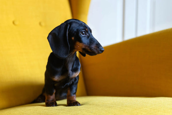 What Is A Dapple Dachshund?Why Are They So Creative?