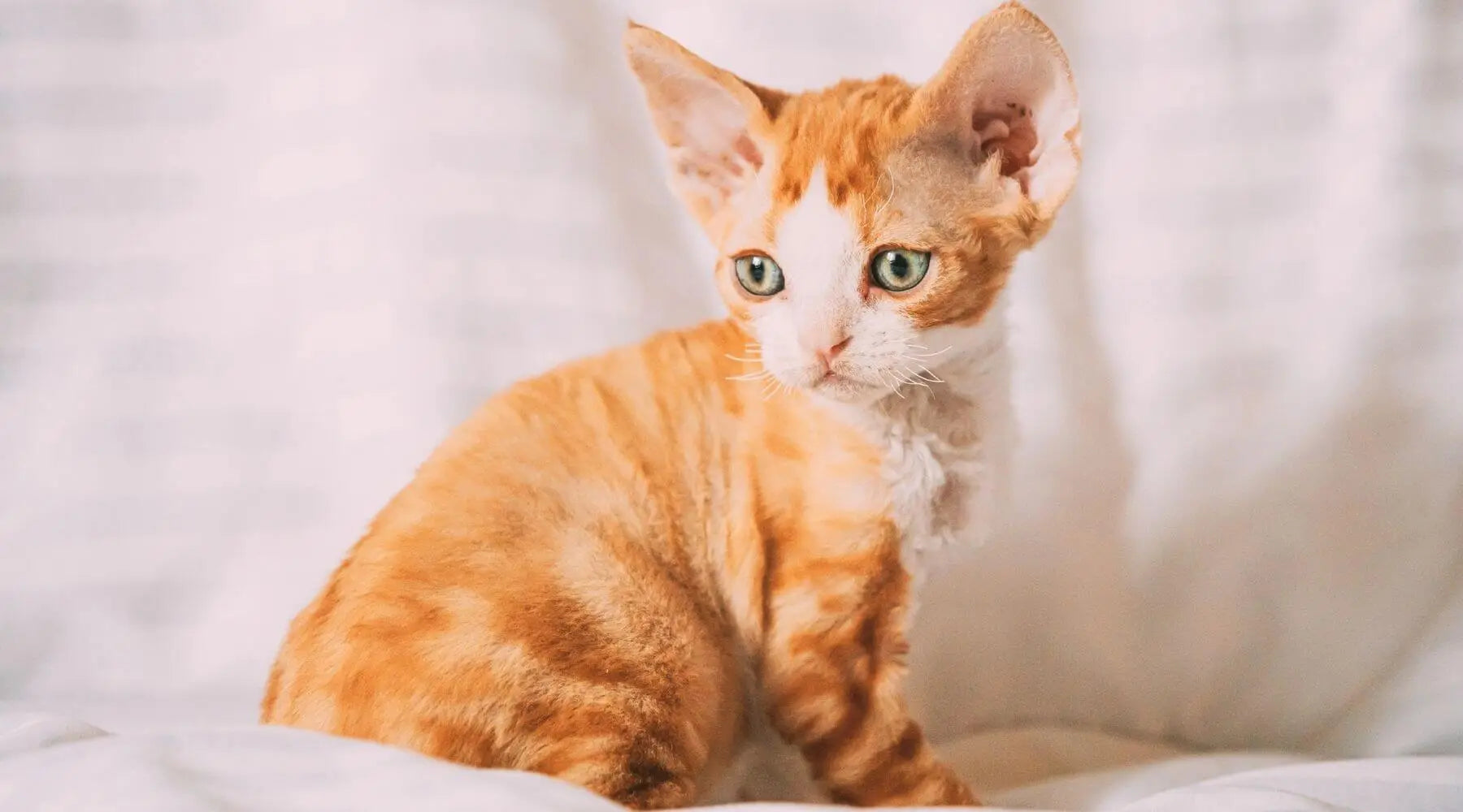 Breed of orange cat