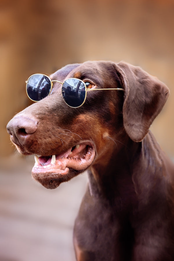 Doberman dog in sunny glasses