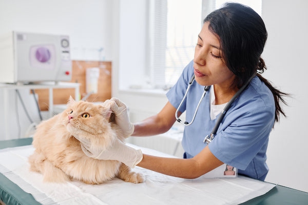 Doctor checking a cat's ears