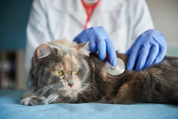 Doctor testing cat with a stethoscope