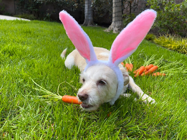 Dog dressed as easter bunny eating carrots