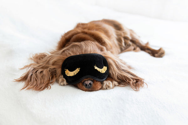 Dog in sleeping mask