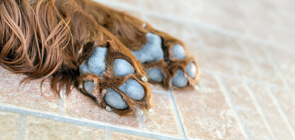 Uncovering the Mystery of Why Do Dogs Chew Their Paws