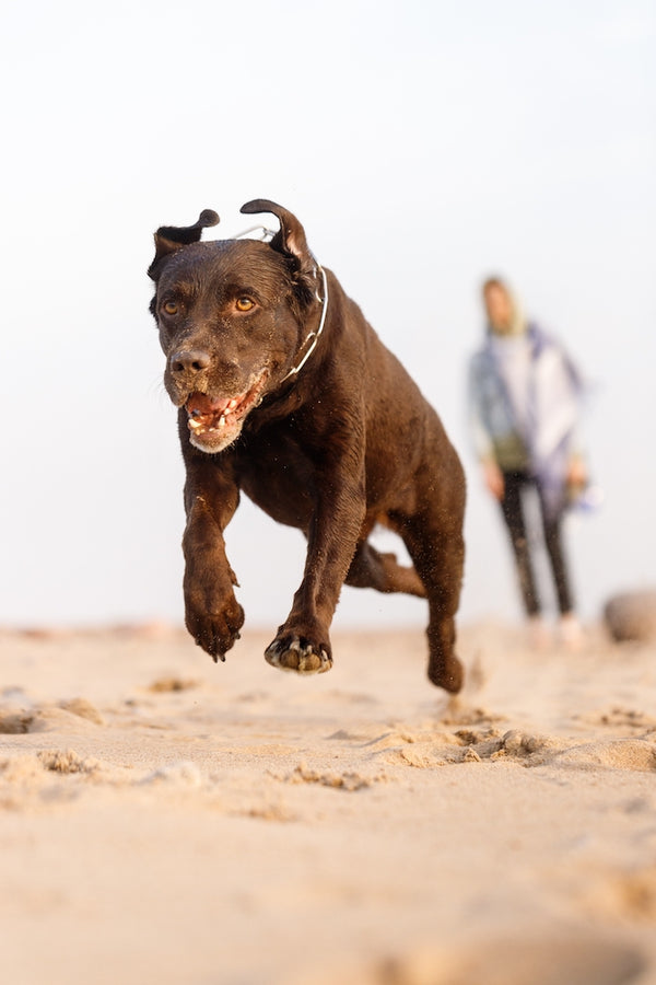 aggressive dog running on the beach