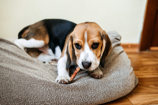 Beagle puppy eating Dog Snack Chewing Sticks at home.
