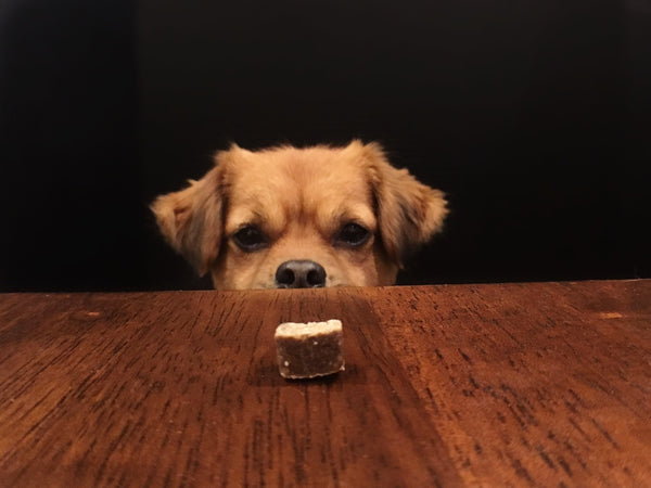 Dog wants a treat