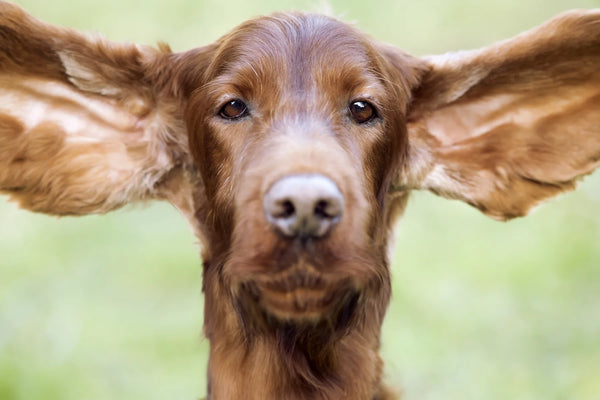 What Is A Dog Ear Position Chart?What Are Their Meanings?