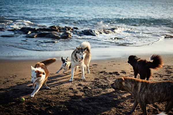 Dogs running near waving sea