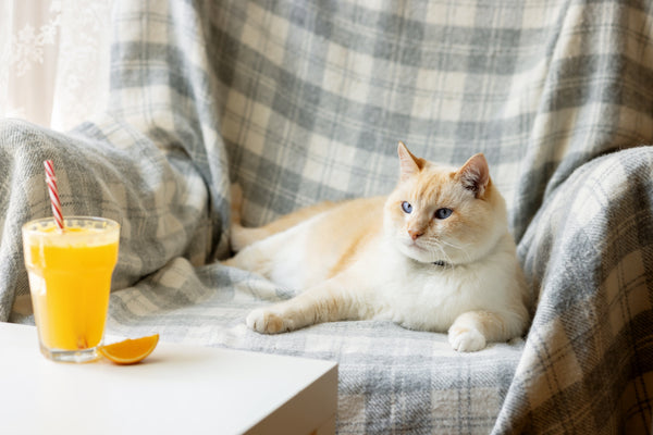 Fat white and red cat basking in chair. On coffee table is an orange cocktail and slice of orange