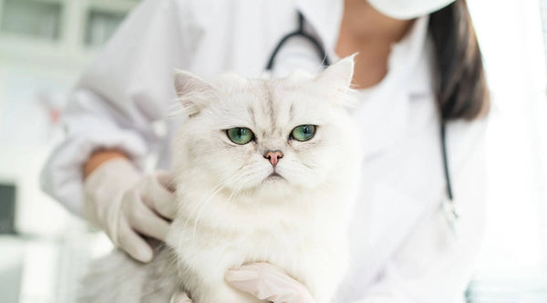 Feline Leukemia Vaccine