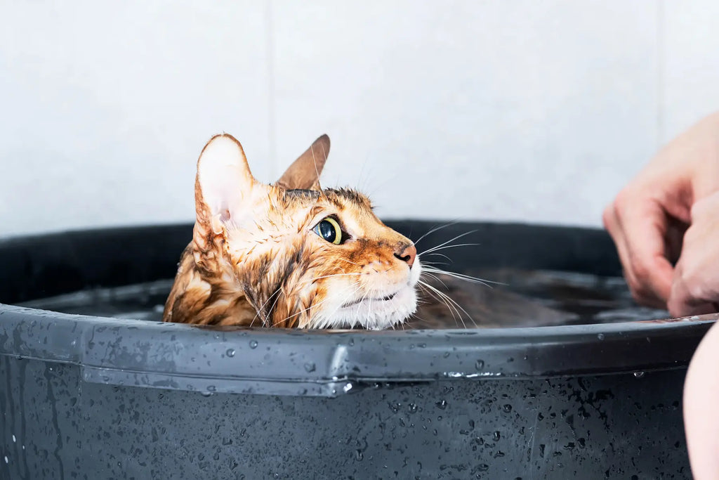 Flea bath shop for cats