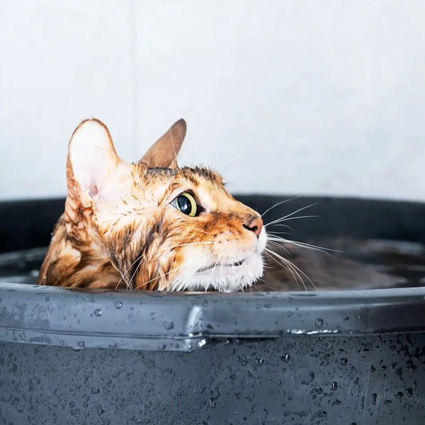 Natural flea clearance bath for cats