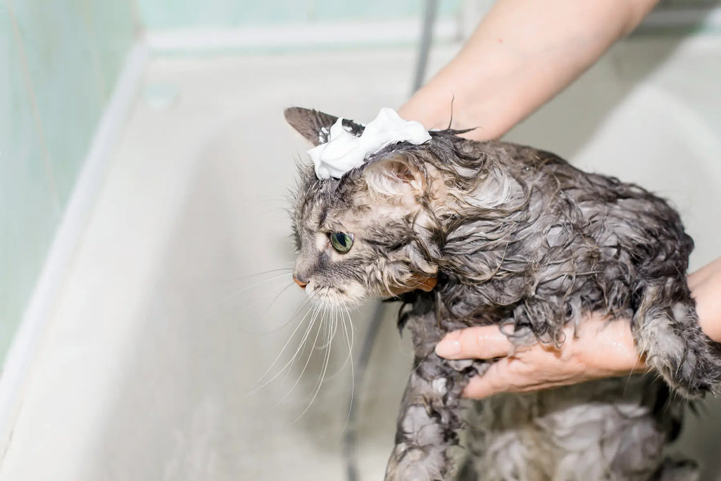 Natural flea sales shampoo for cats