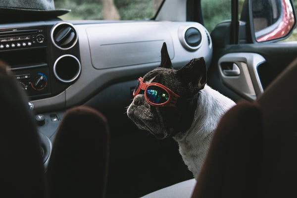 French bulldog in a truck wearing a pair of pilot goggles, ready to go.