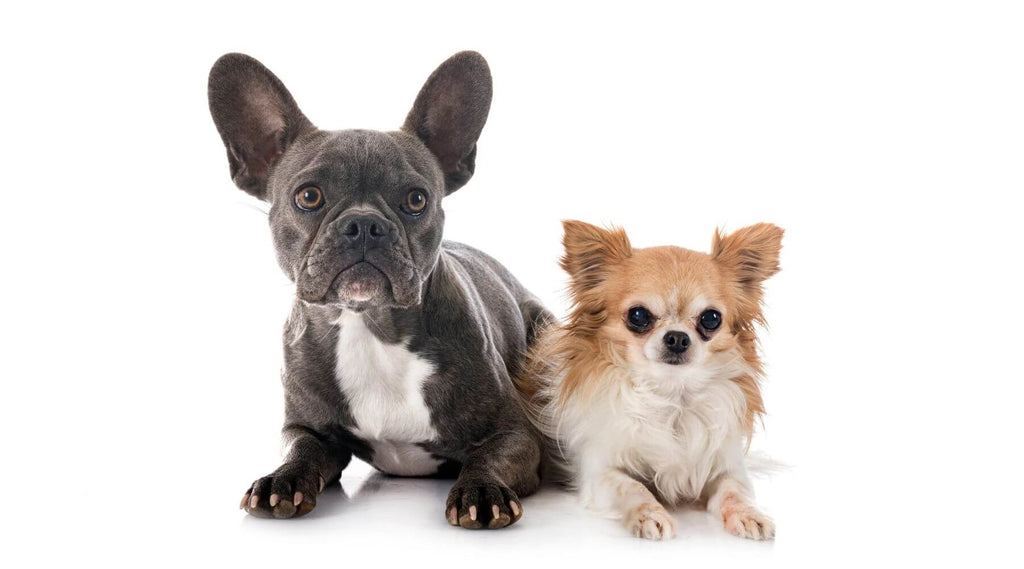 French bulldog mixed with chihuahua hotsell