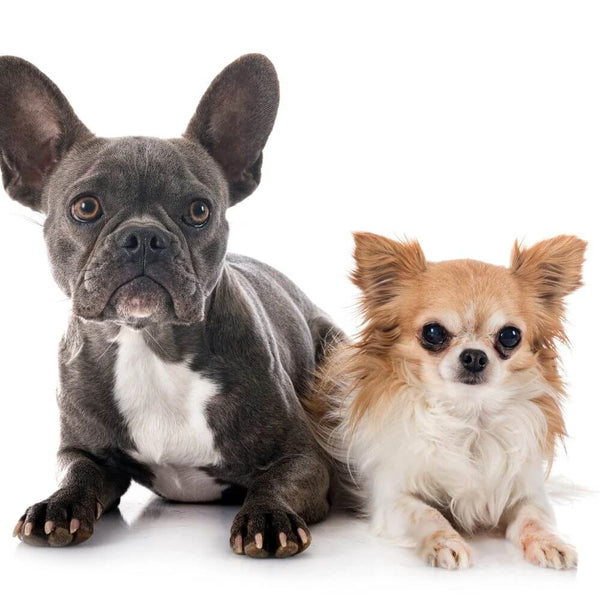 Half french deals bulldog half chihuahua