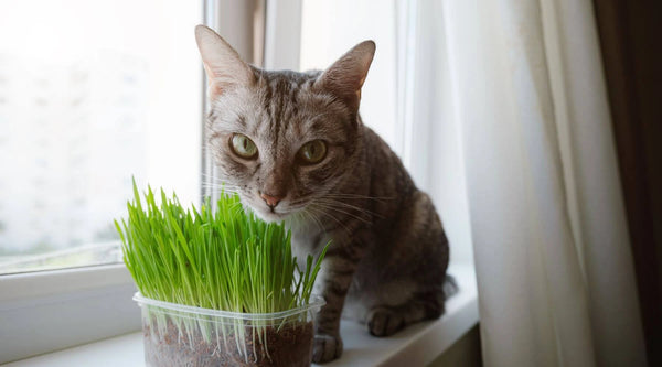 full grown catnip plant