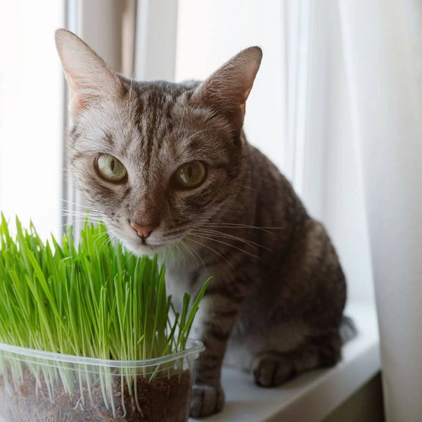 Grow Your Own Catnip Plant - My Cat Grass - The cat friendly plant