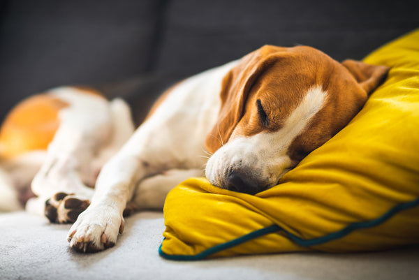 The funny Beagle dog sleeps on a cozy sofa, on a yellow cushion.