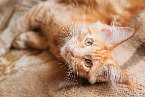 Funny Curious Young Red Ginger Maine Coon Kitten Cat Sitting At Home Sofa