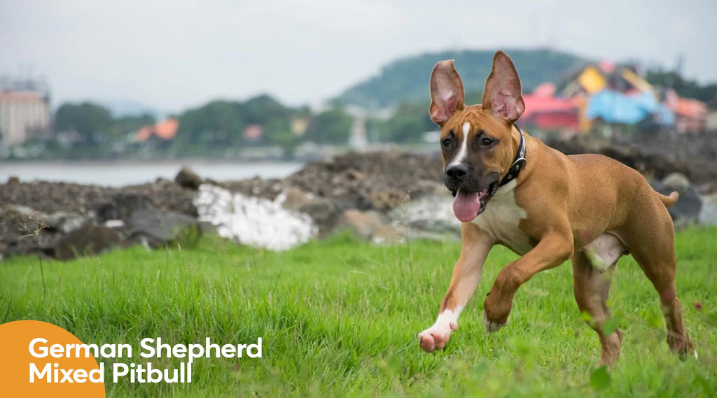 Mix breed of pitbull and 2024 german shepherd