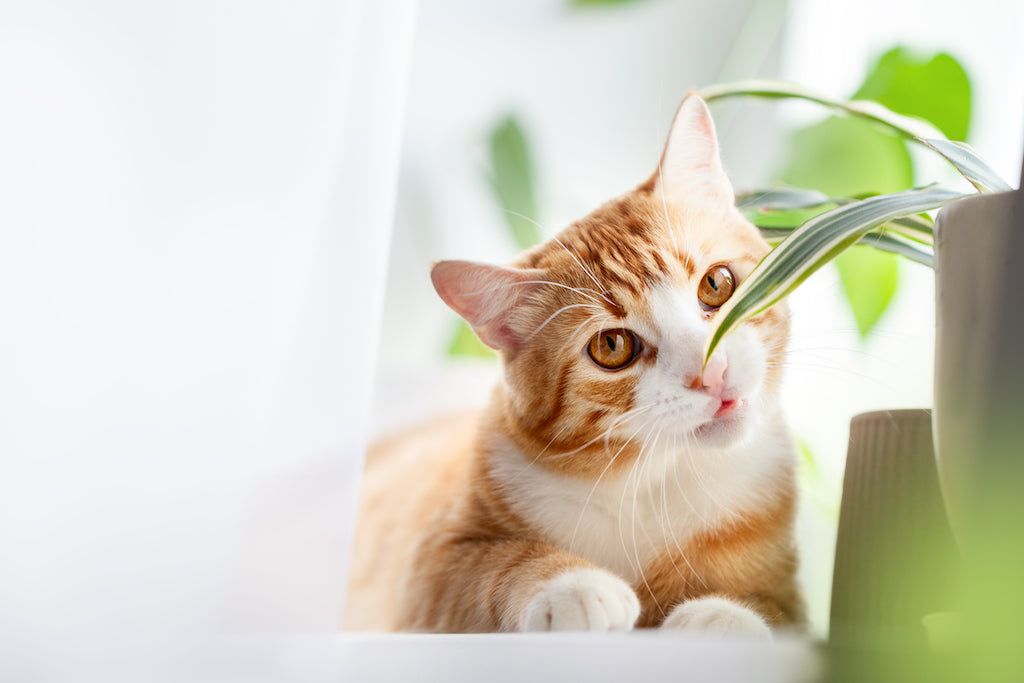 Purr-fectly Pet-Safe: The Best Cat-Friendly Plants for Your Home