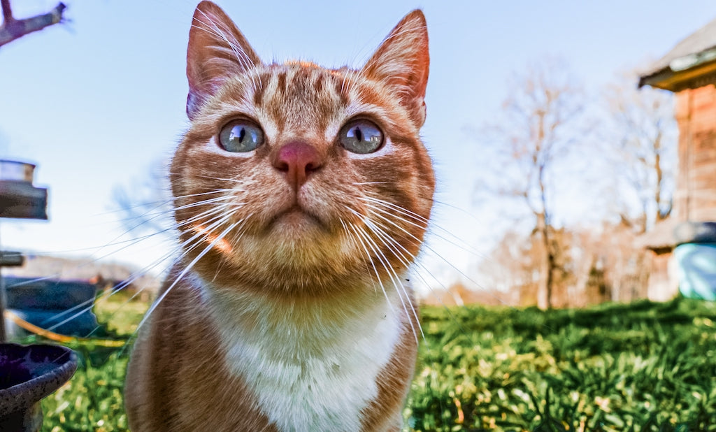 Unveiling the Night Vision of Cats Can They See Infrared?