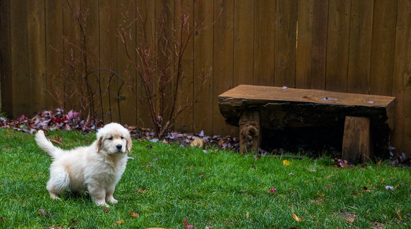 Golden retriever puppy dog going potty outside during training.