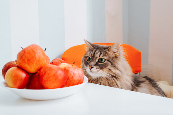 Gray fluffy, funny cat sitting at the table and looking at food. Curious green-eyed pet and apples in