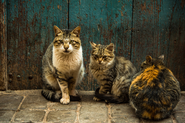 Group of stray cats at front door in Morocco