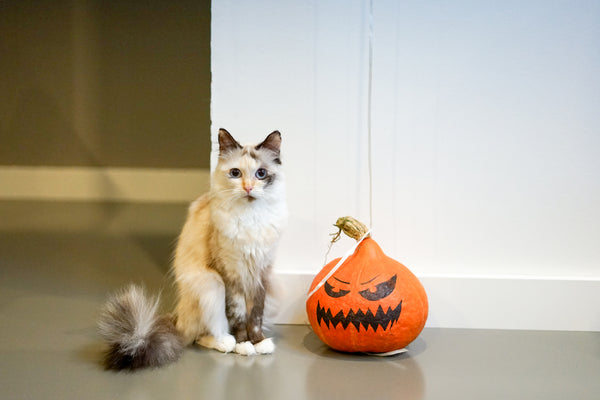Halloween pumpkin and a ragdoll cat.