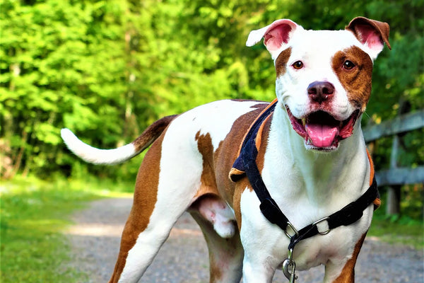 How Fast Can A Pitbull Run? The 10 Fastest Dogs In The World