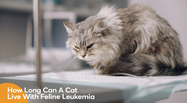 How Long Can A Cat Live With Feline Leukemia