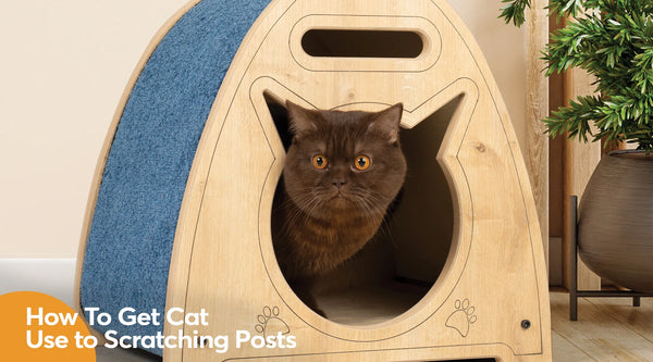 How To Get Cat Use to Scratching Posts