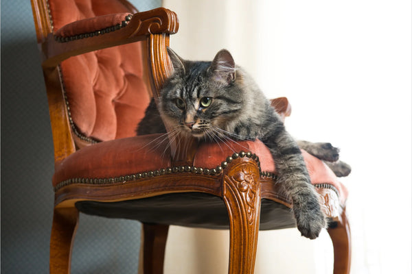 How To Keep Cats Off Furniture?The Problem With Cats & Furniture