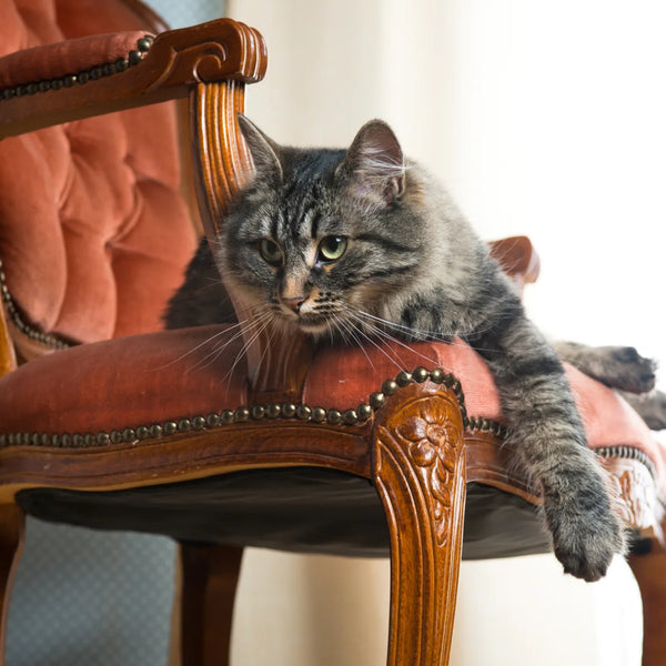 How to keep cats off chairs new arrivals