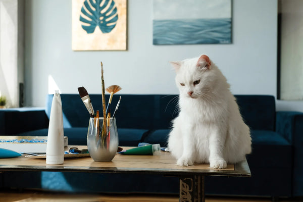 How To Stop A Cat From Peeing On Furniture?Let's Learn Them.